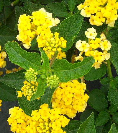 Lantana Landmark™ Gold